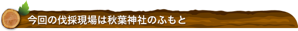 今回の伐採現場は秋葉神社のふもと